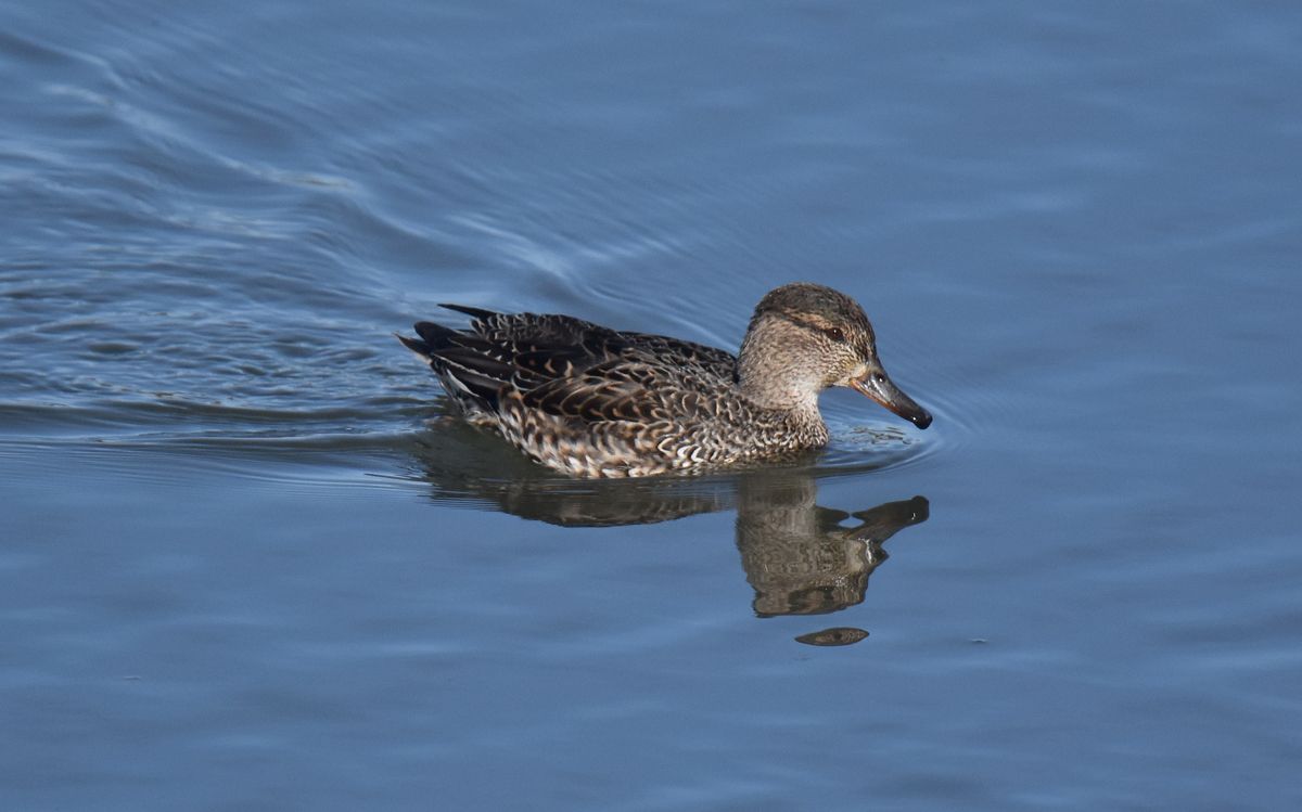 teal ducks on the louth canal