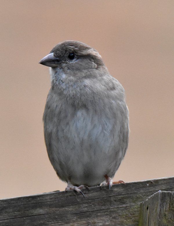 a female sparrow