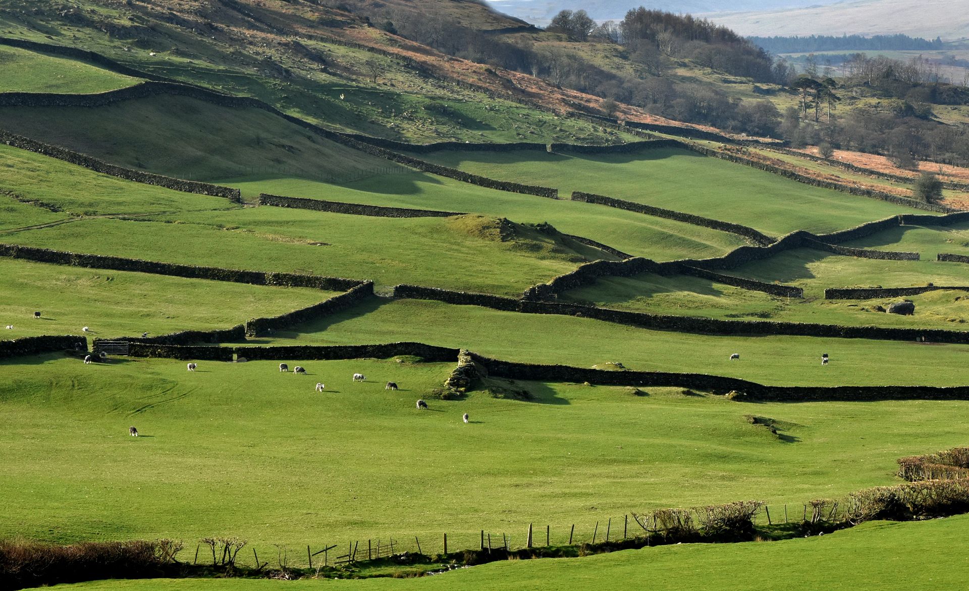 a landscape view of stone walls and fields