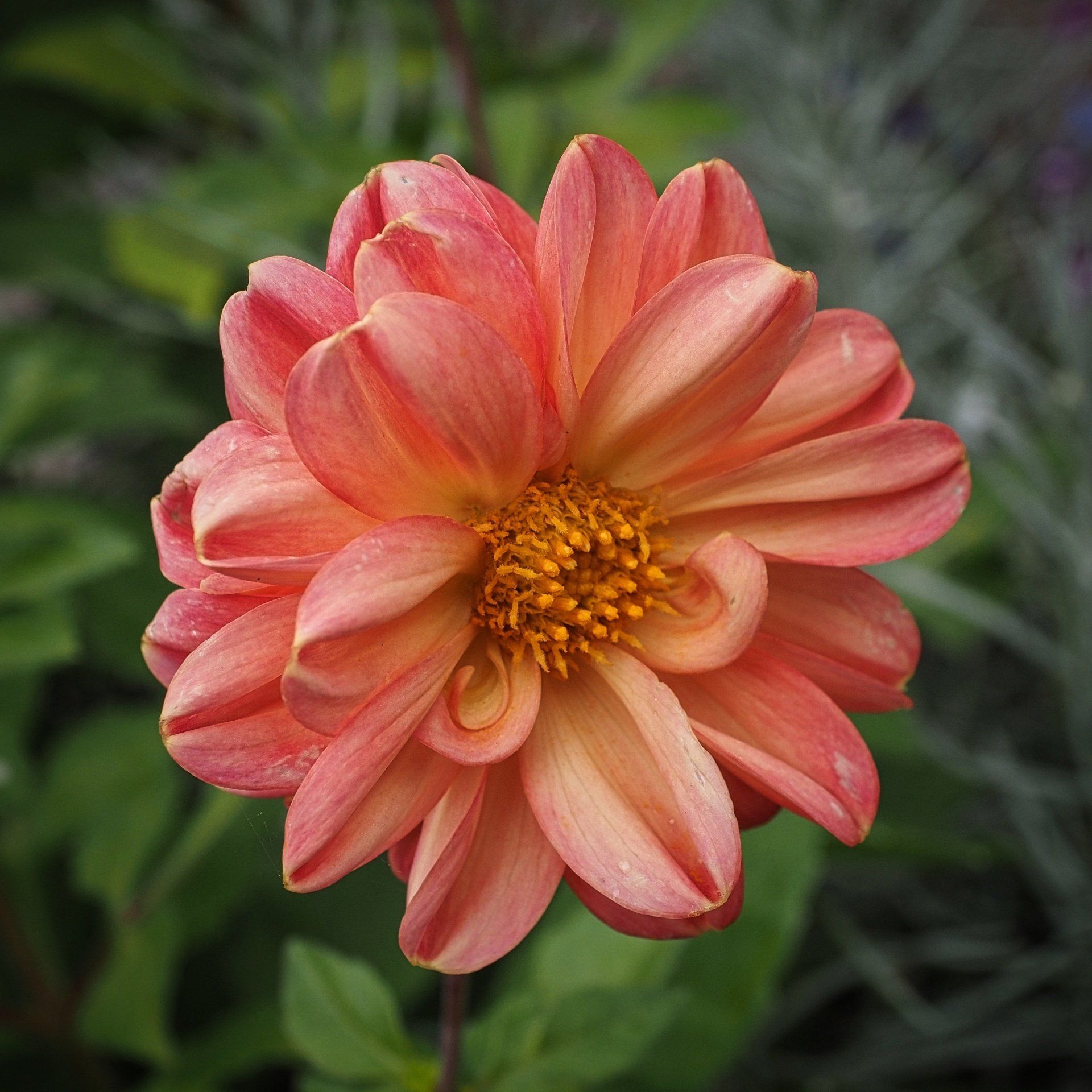 a red flower head