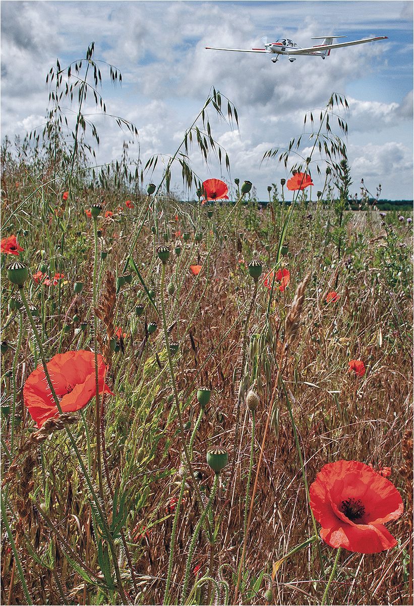 A light aircraft coming in to land, with a field of poppies in the foreground