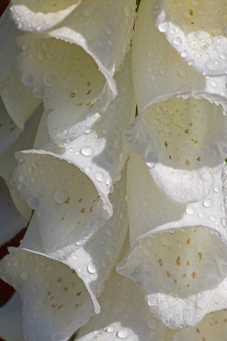 foxgloves with raindrops