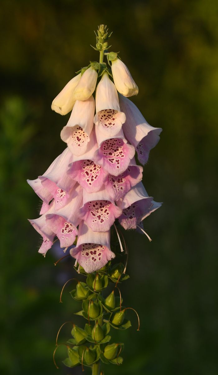 A foxglove set in a woodland scene
