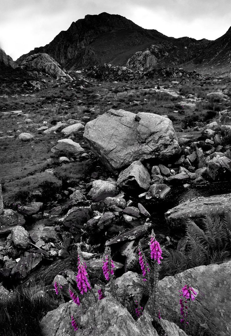 foxgloves in a landscape