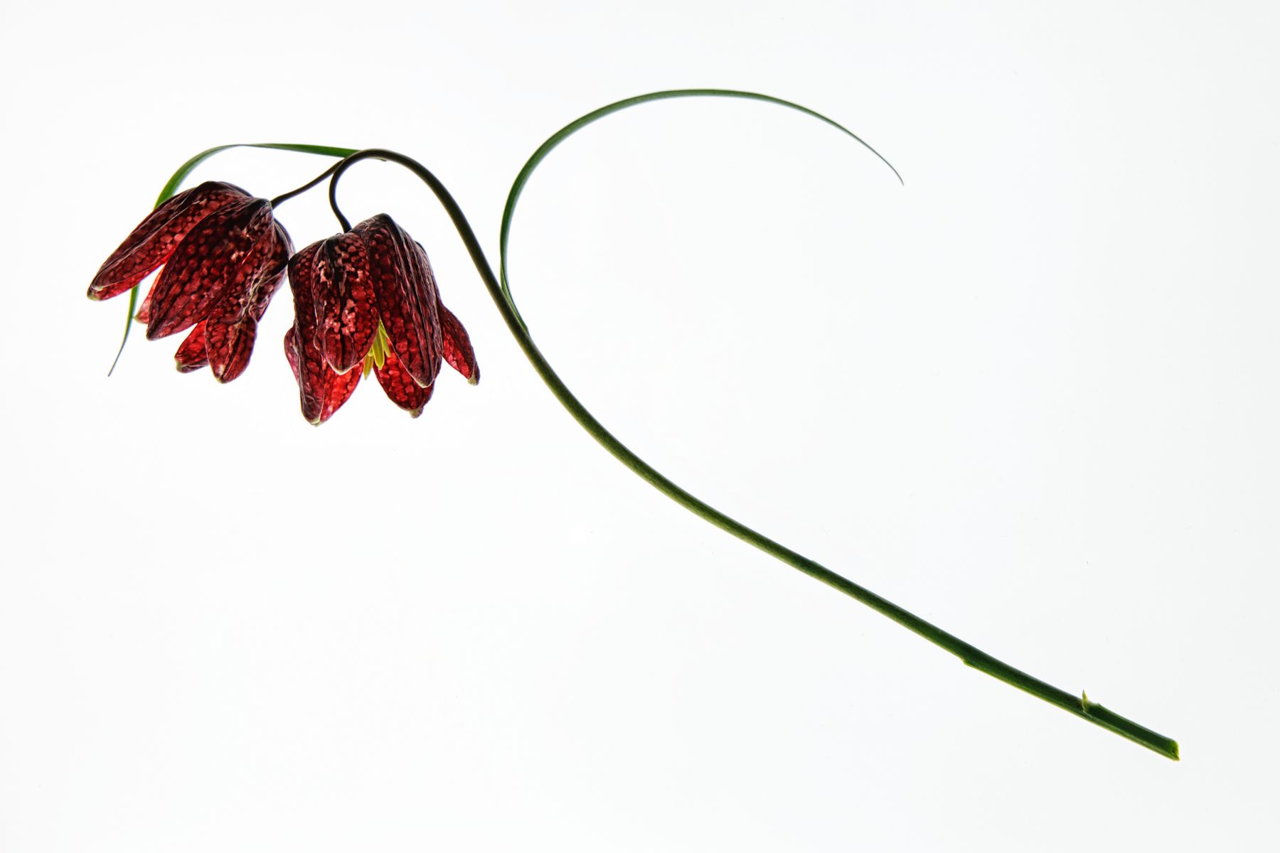 The sun rising over the sea at Scarborough