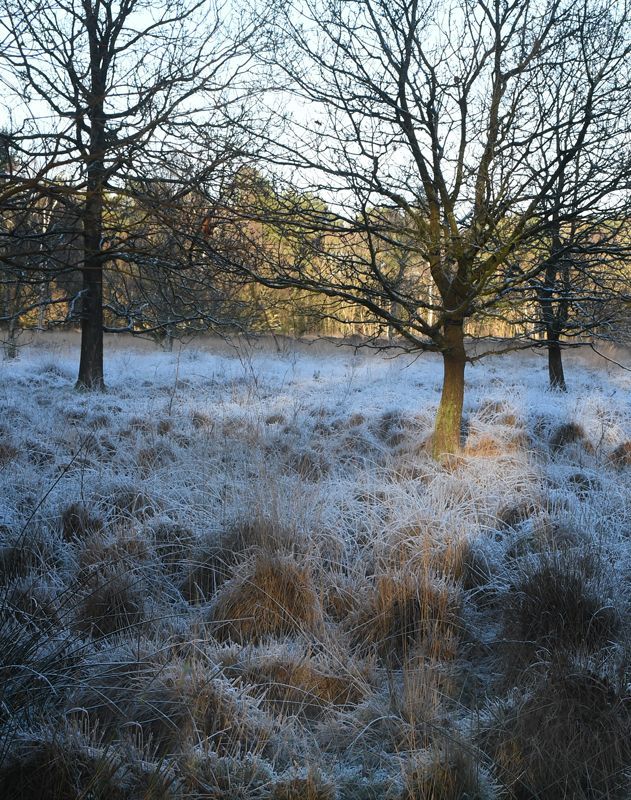 Frost at Linwood Warren