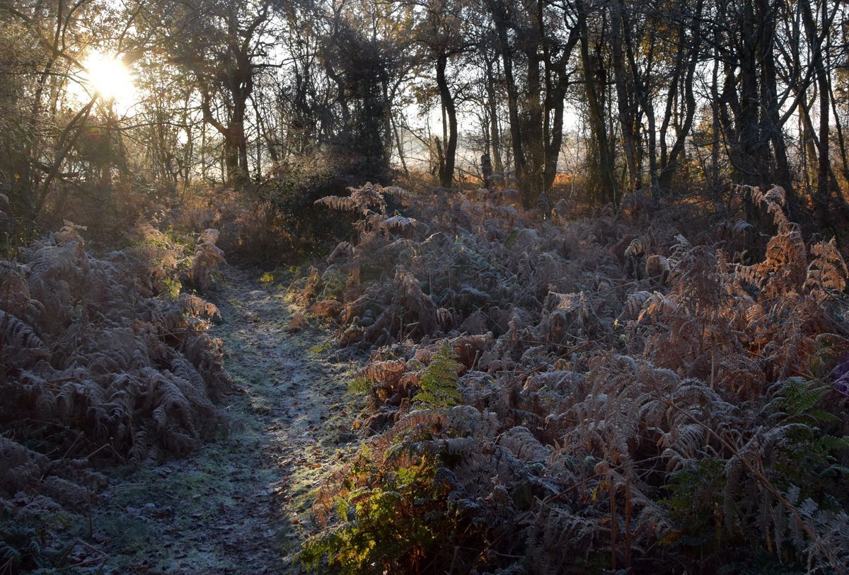 Frosty Morning at Linwood Warren by Graham Harrison a frosty morning view of a woodland scene