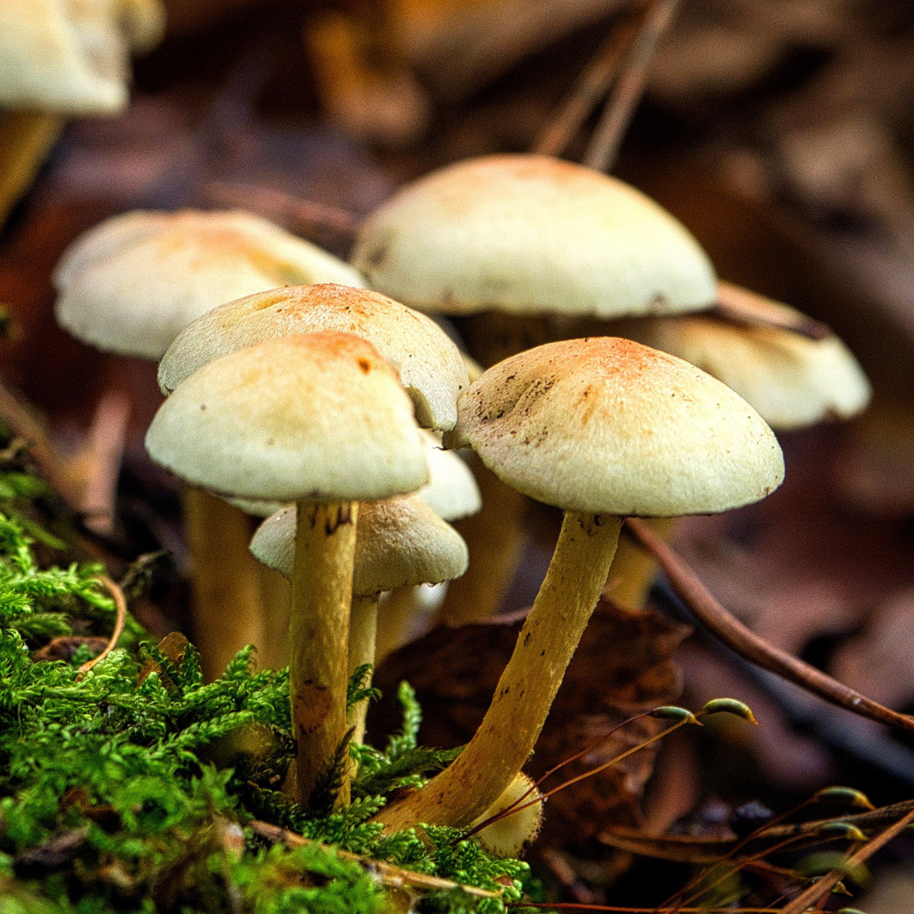 fungi in twigmoor woods