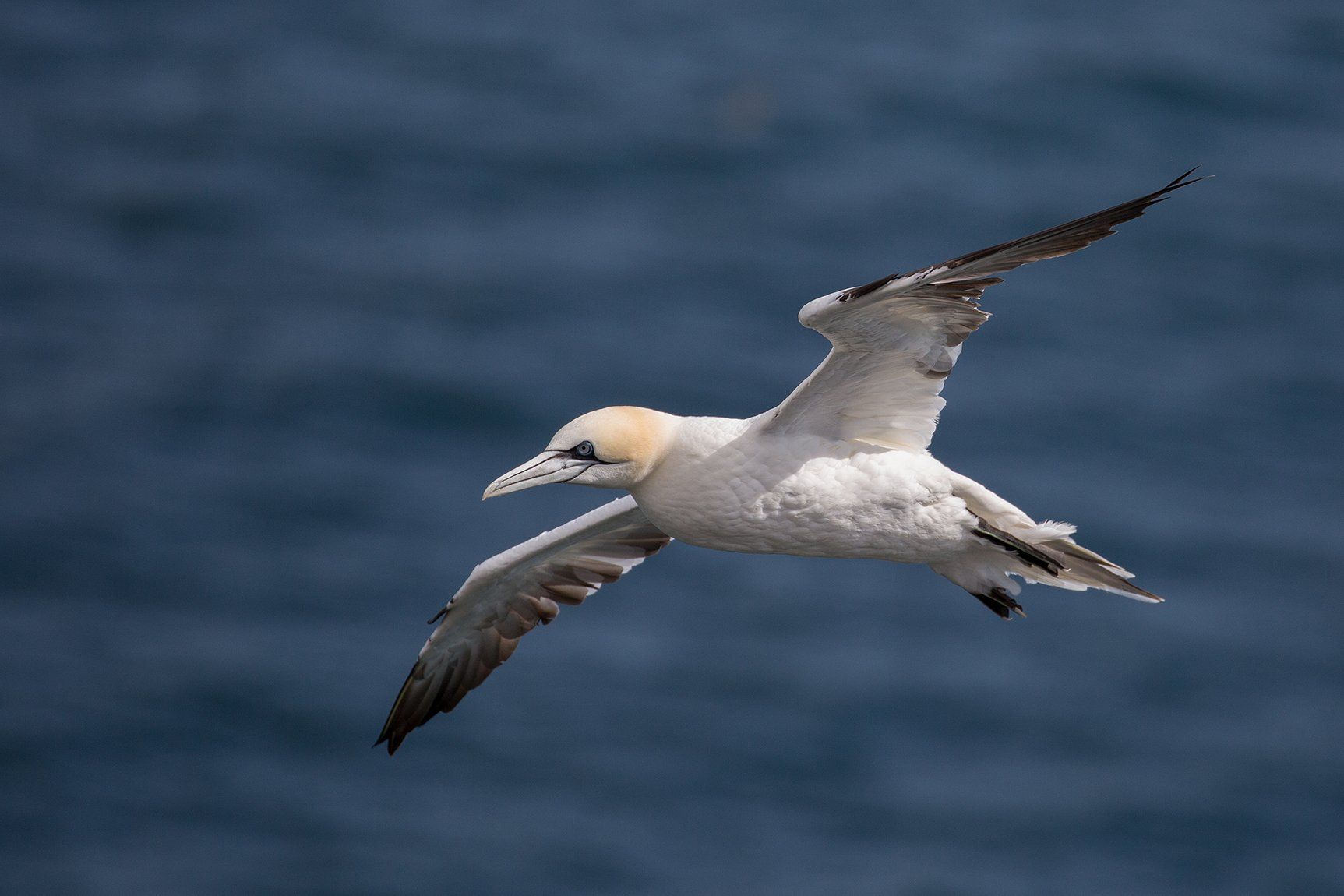 a gannet in flight over the sea at bempton cliffs