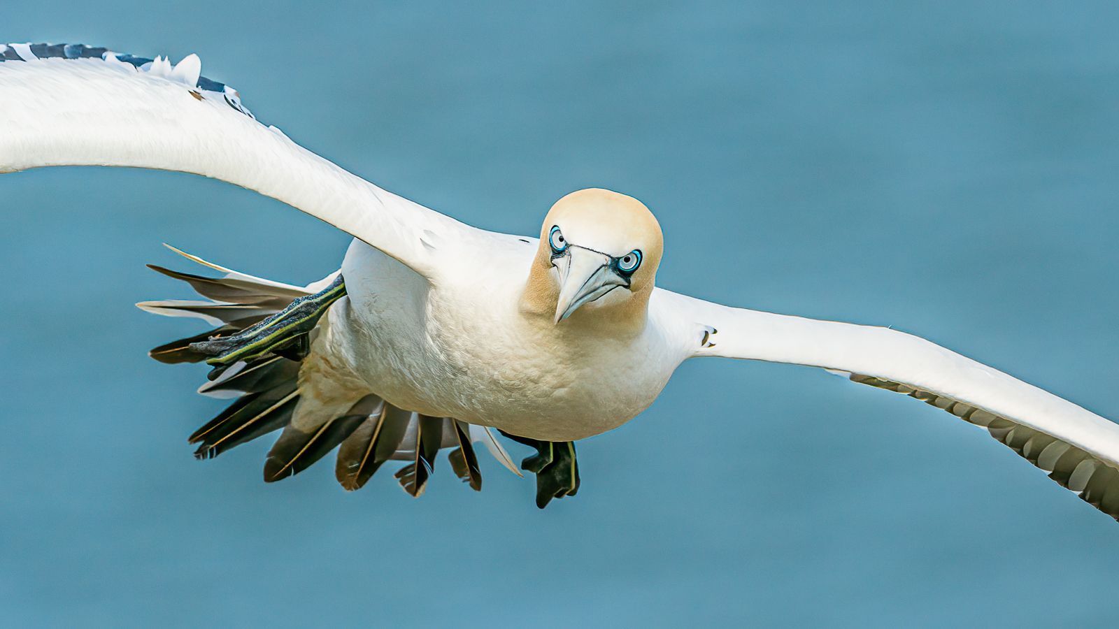 a gannet bird in flight