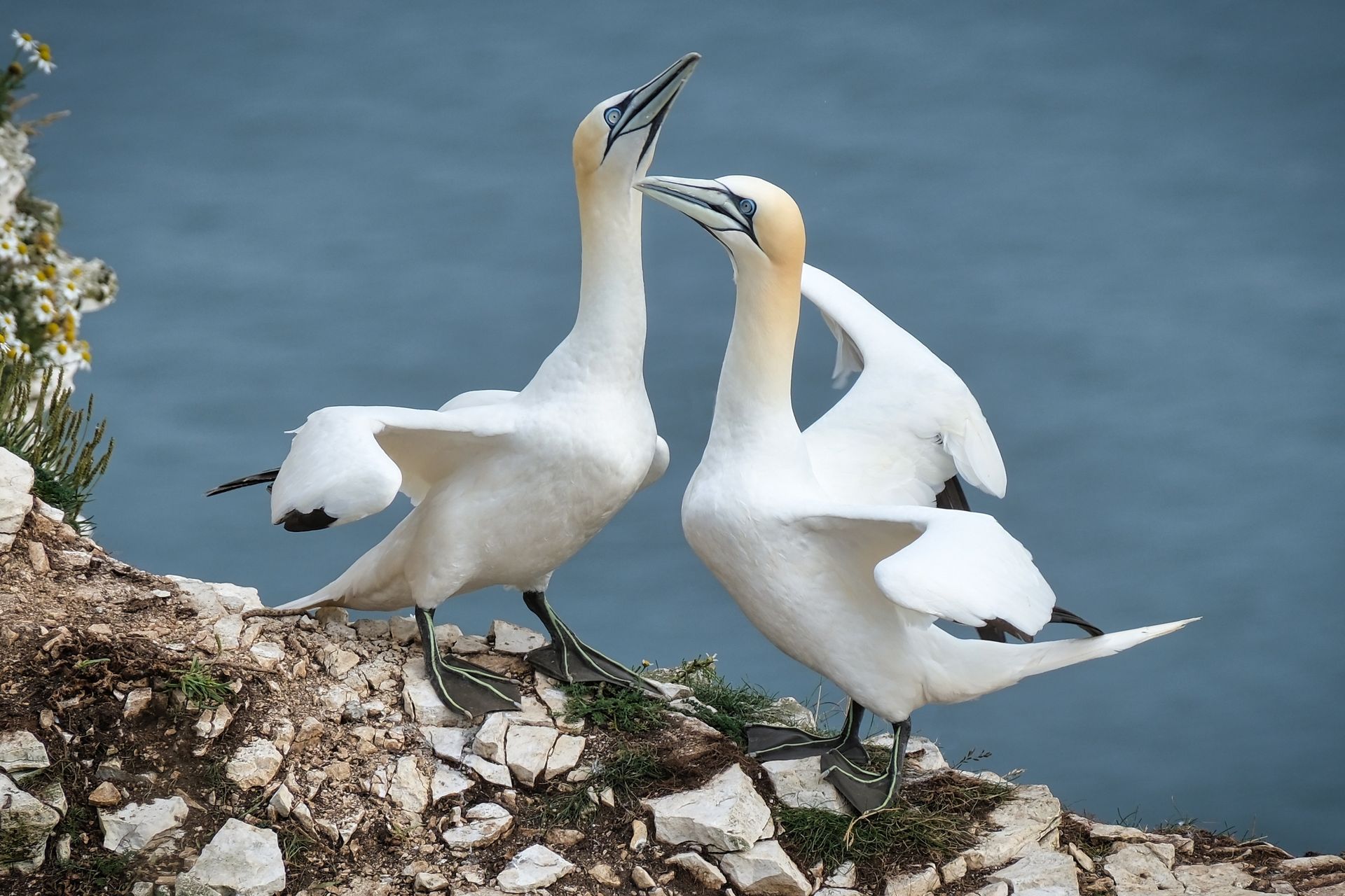 a pair of courting gannets