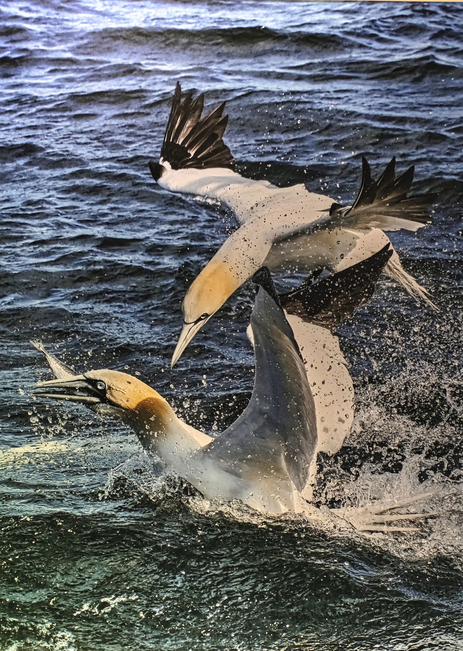 A pair of Gannets at Bempton