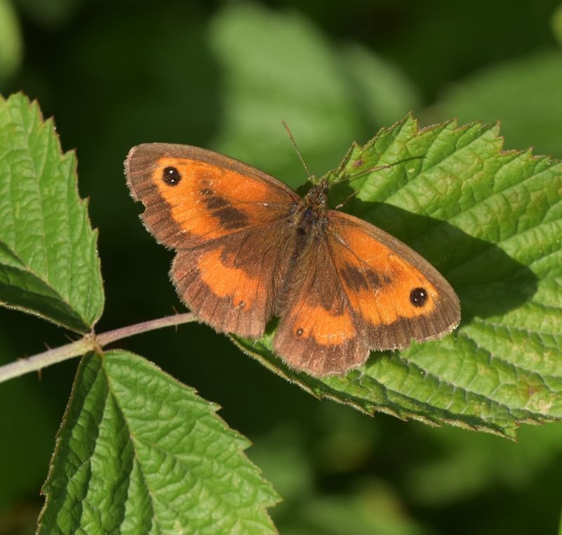 a gatekeeper butterfly