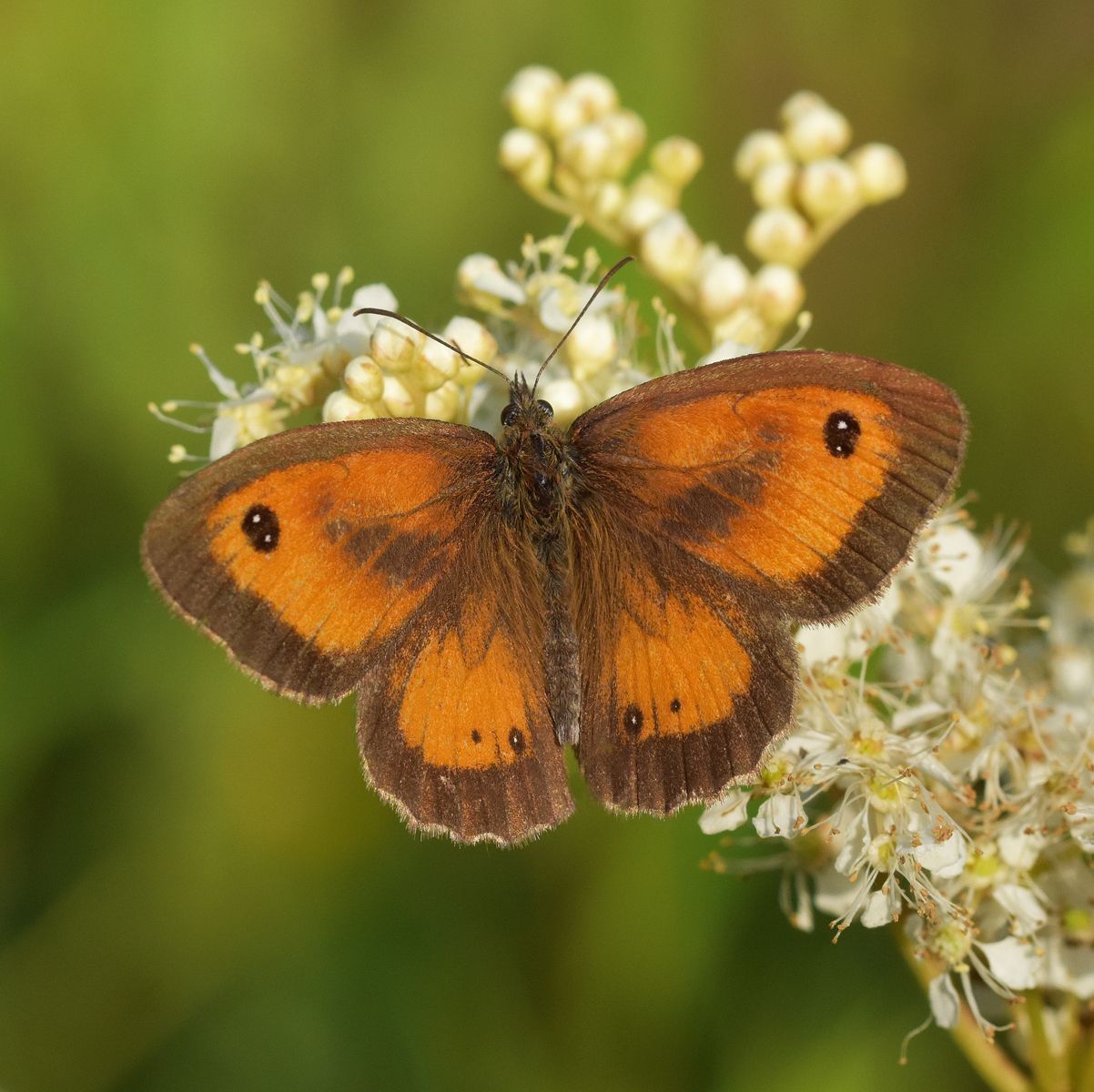 Photo by Graham Harrison a gatekeeper butterfly