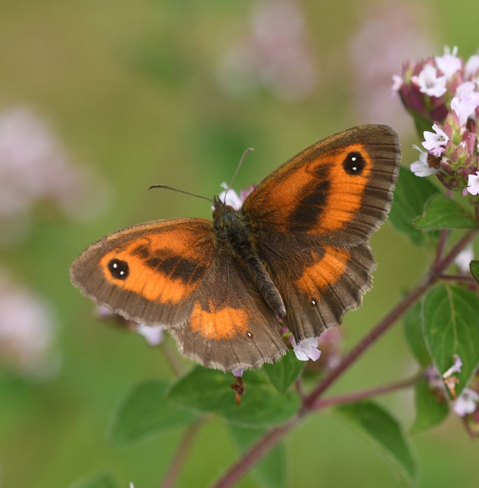 Gatekeeper Butterfly