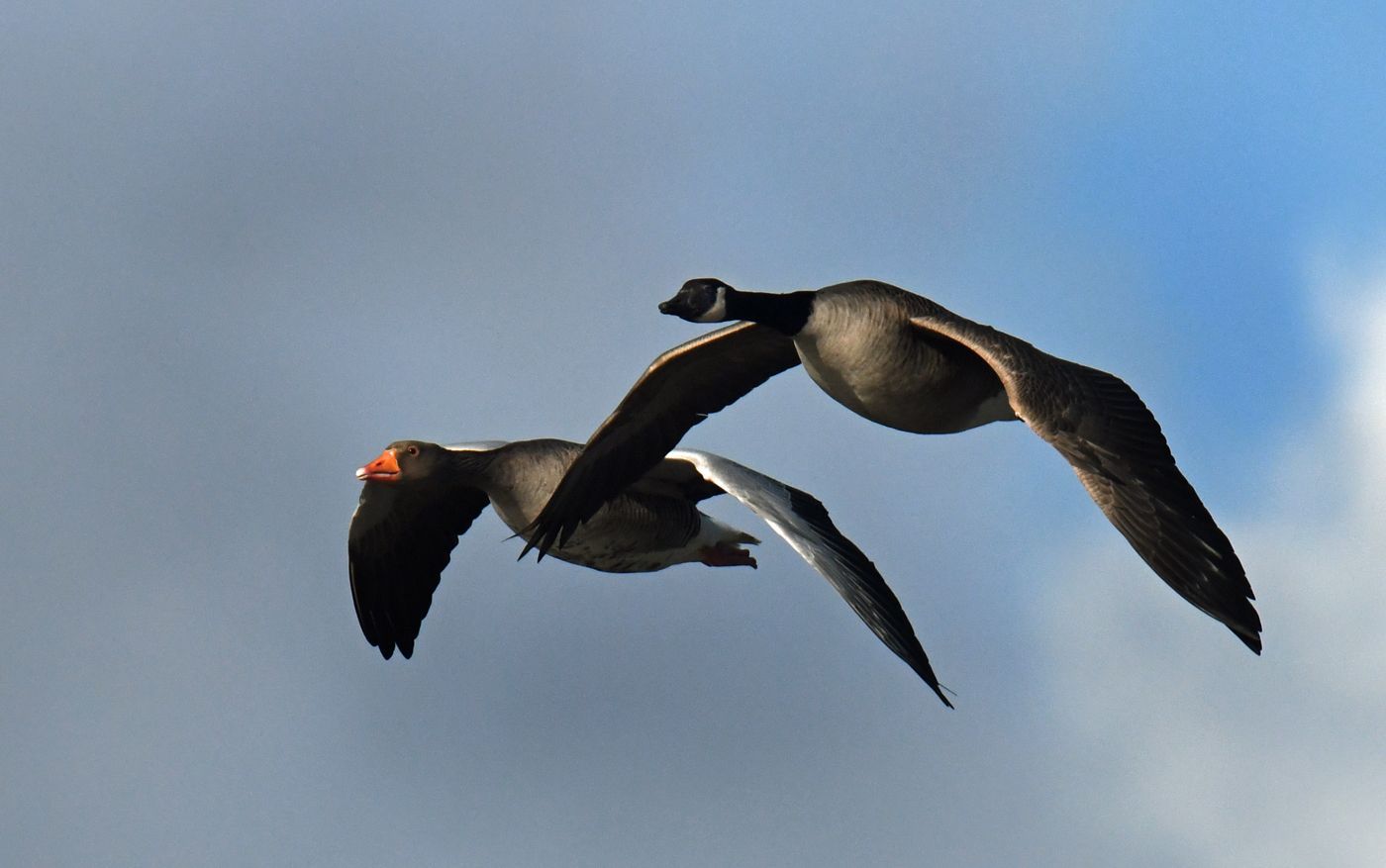 Geese by Graham Harrison a flying pair of geese