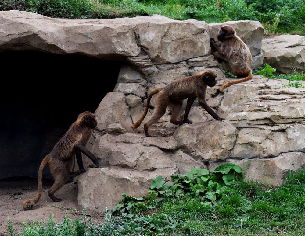 monkies at yorkshire wildlife park