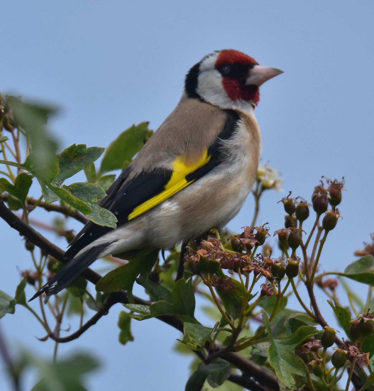 a goldfinch in a tree