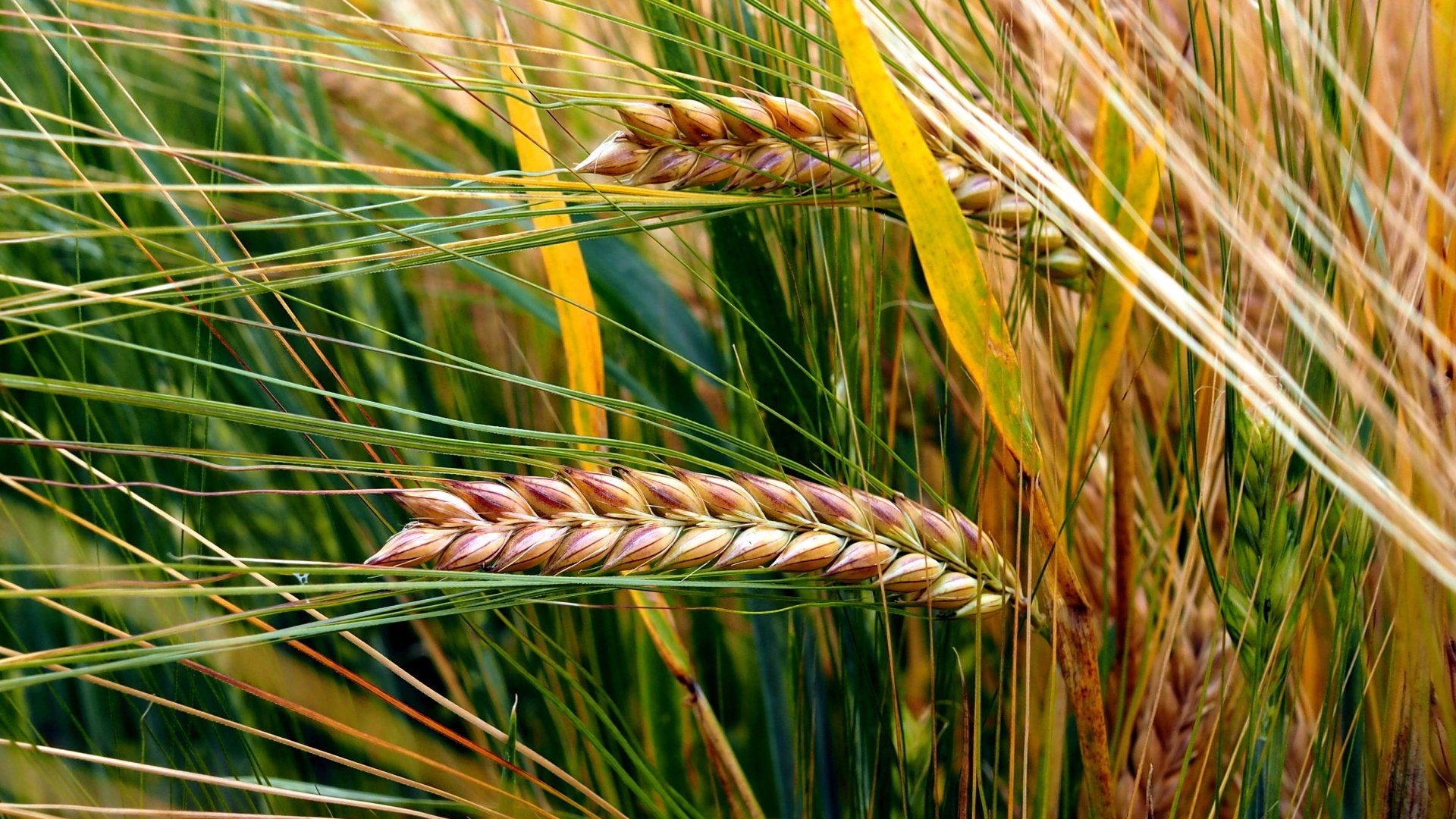 Photo by: Derek Smith ripe grains in a field