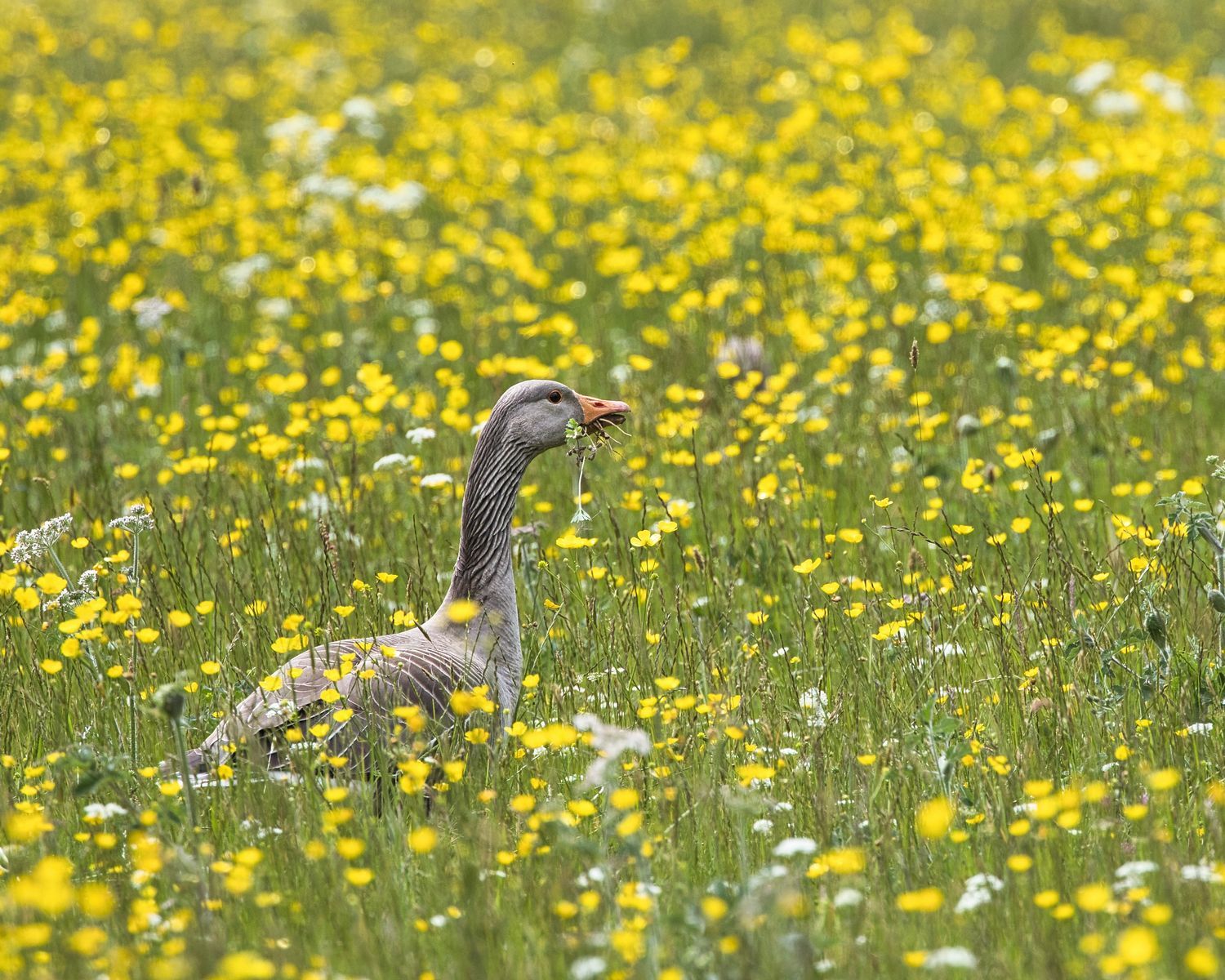 a Grazing Graylag Goose