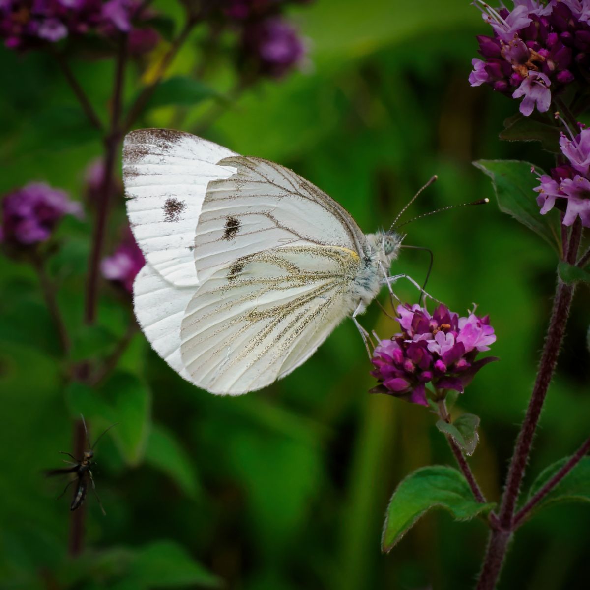A White Veined White butterfly