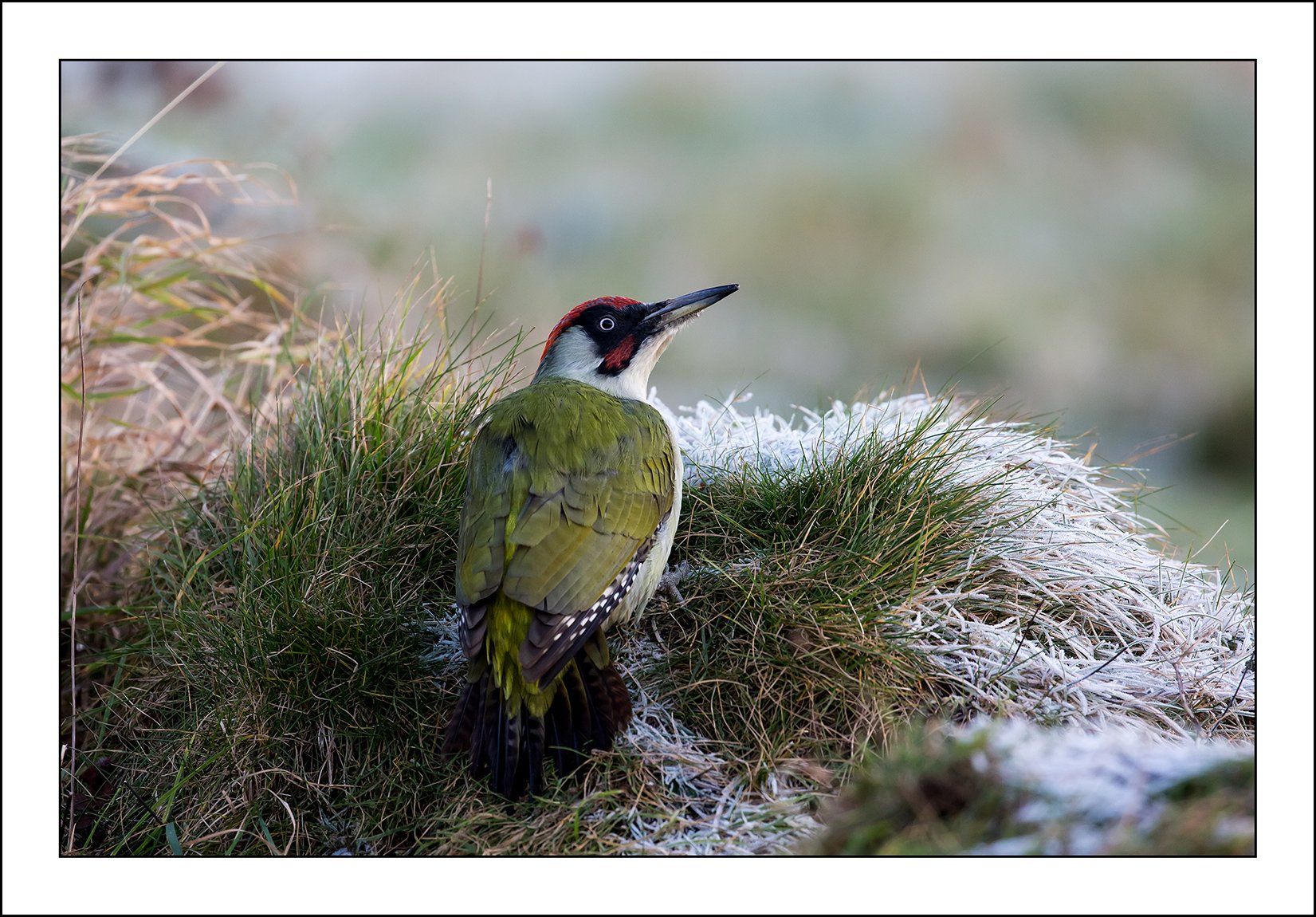 Photo by Paul Malley a green woodpecker on frosty grass