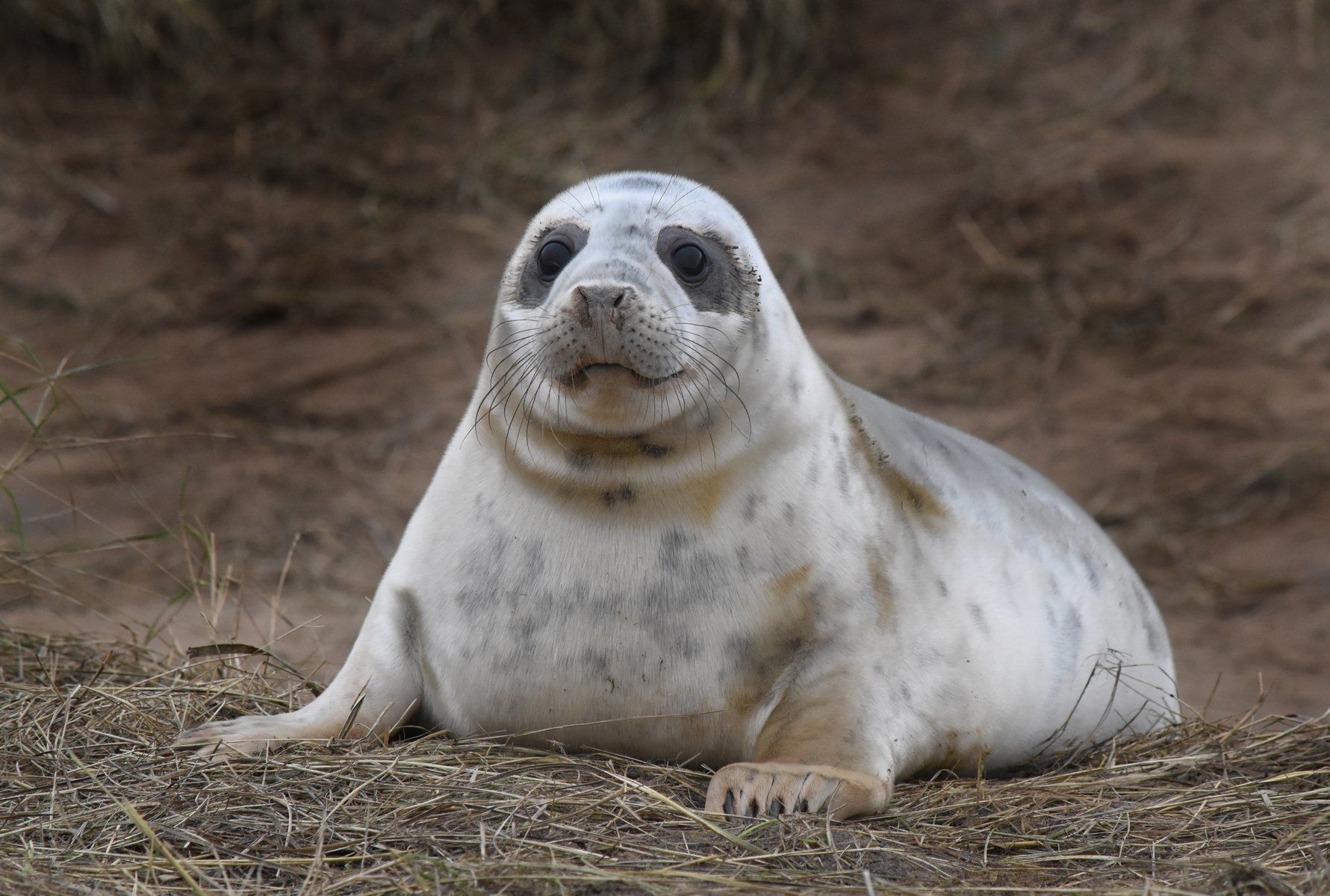 a photo of a grey seal