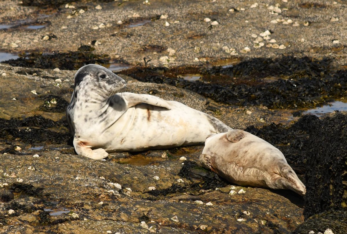 Grey Seals on a beach