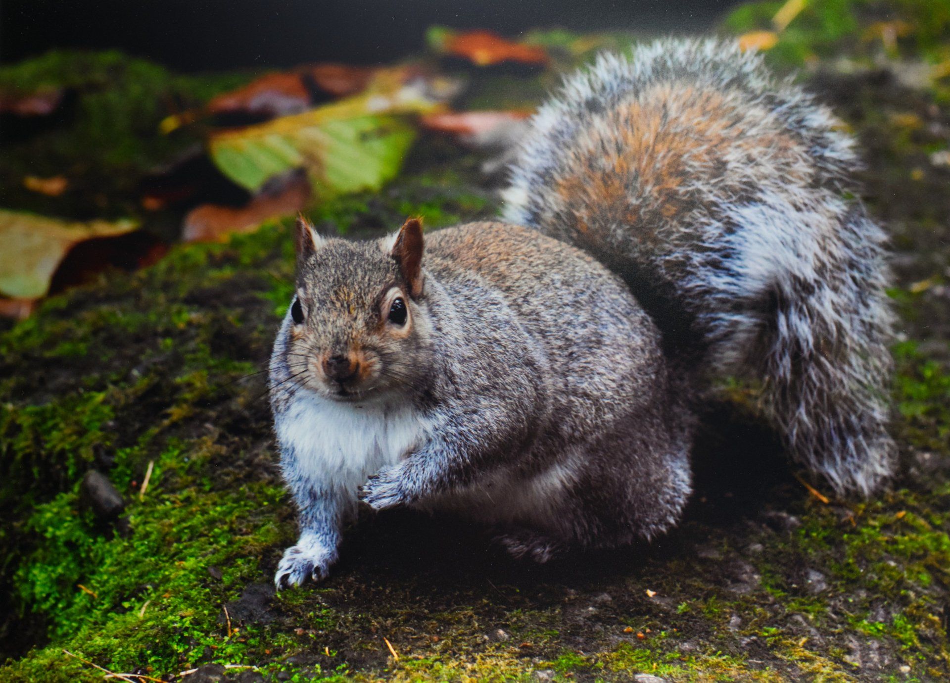 grey squirrel