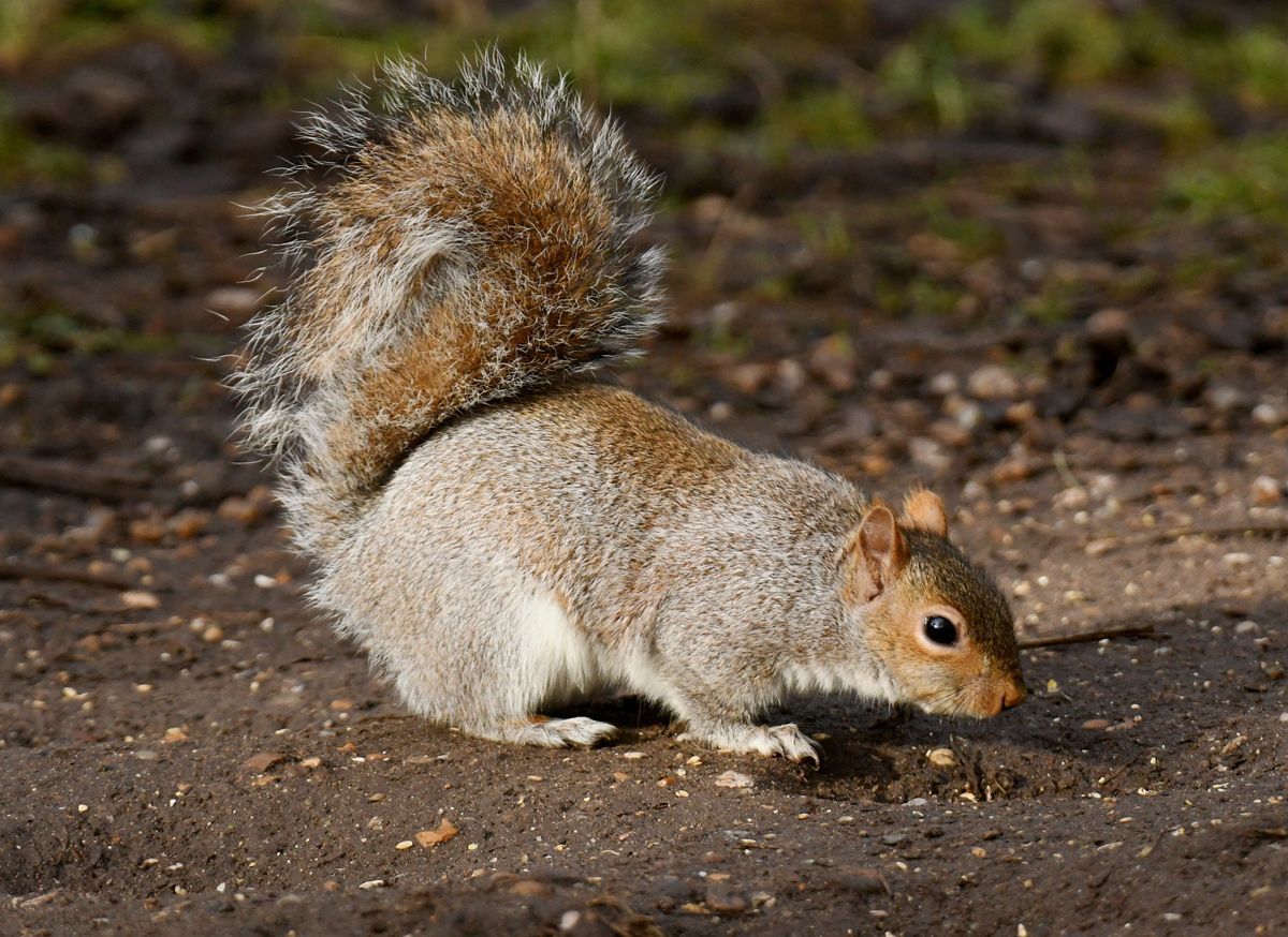 Grey Squirrel by Graham Harrison A grey squirrel