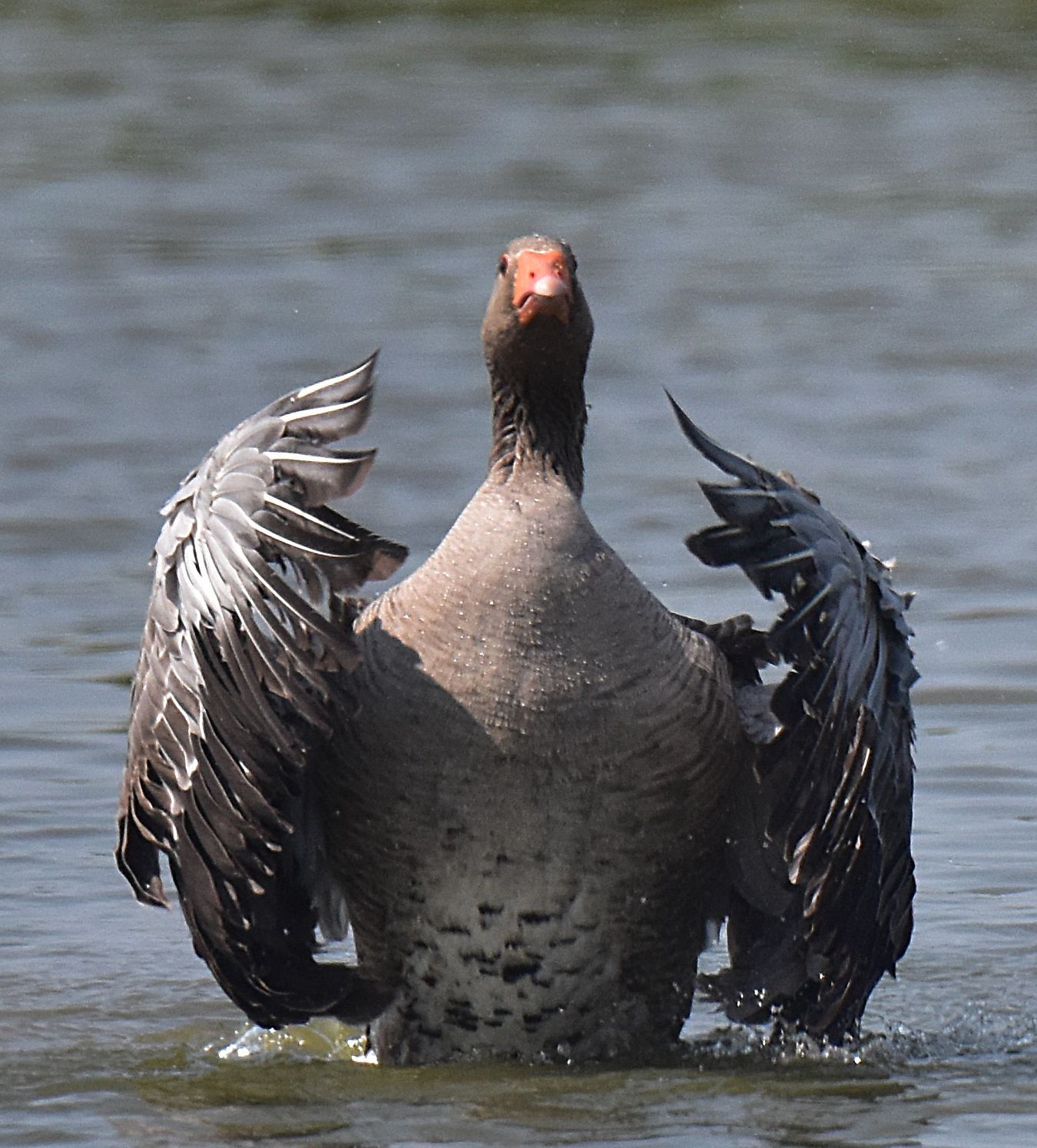 a greylag goose on the water