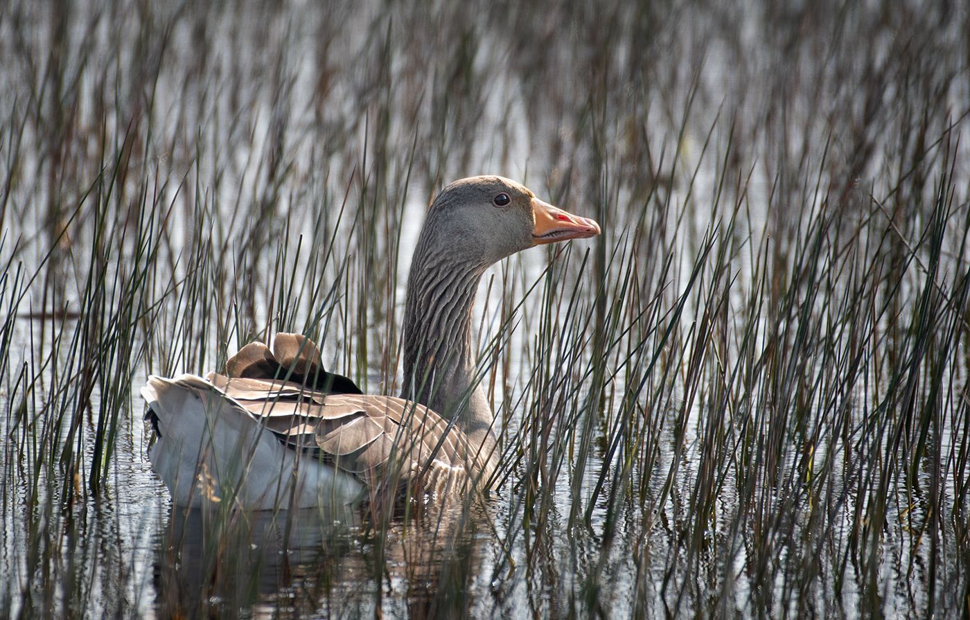 a hawker dragonfly on grass seed head