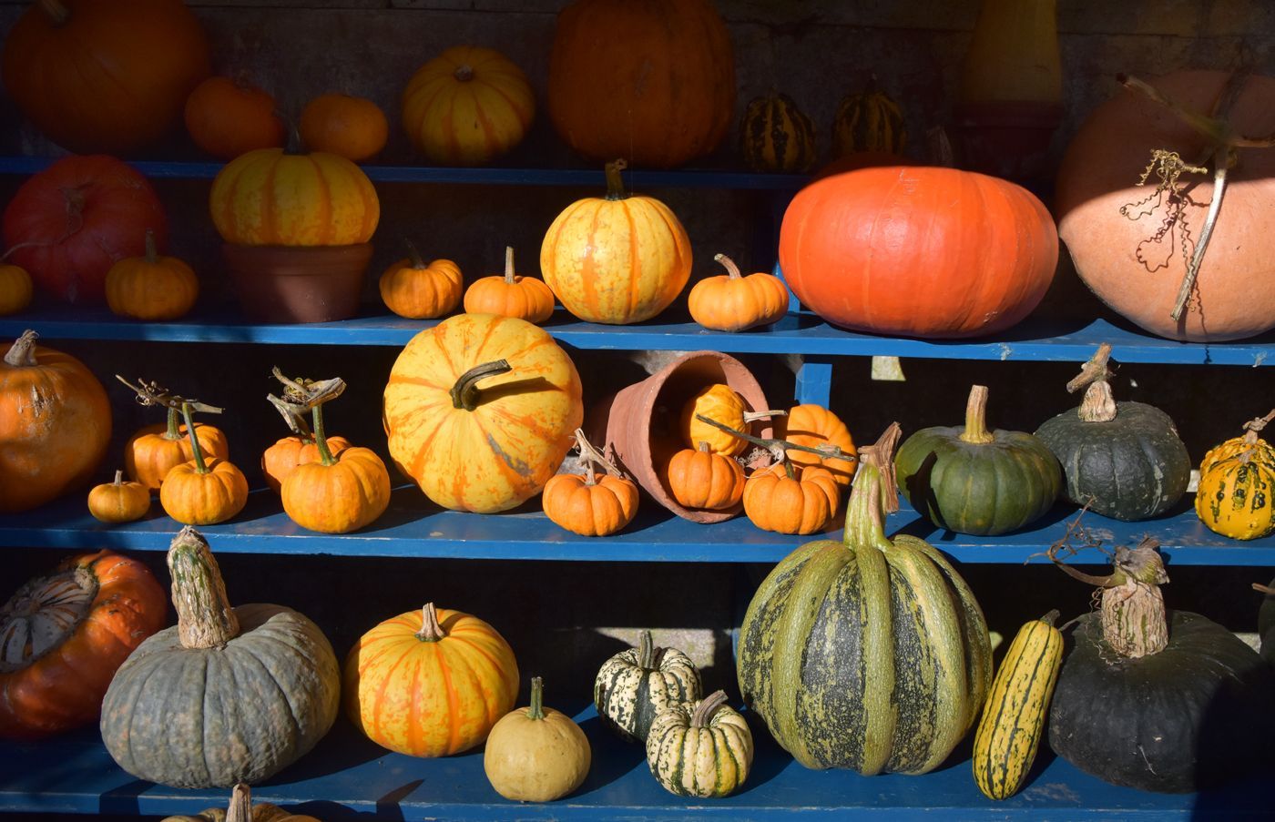 Photo oby Graham Harrison a selection of gourds on a shelf