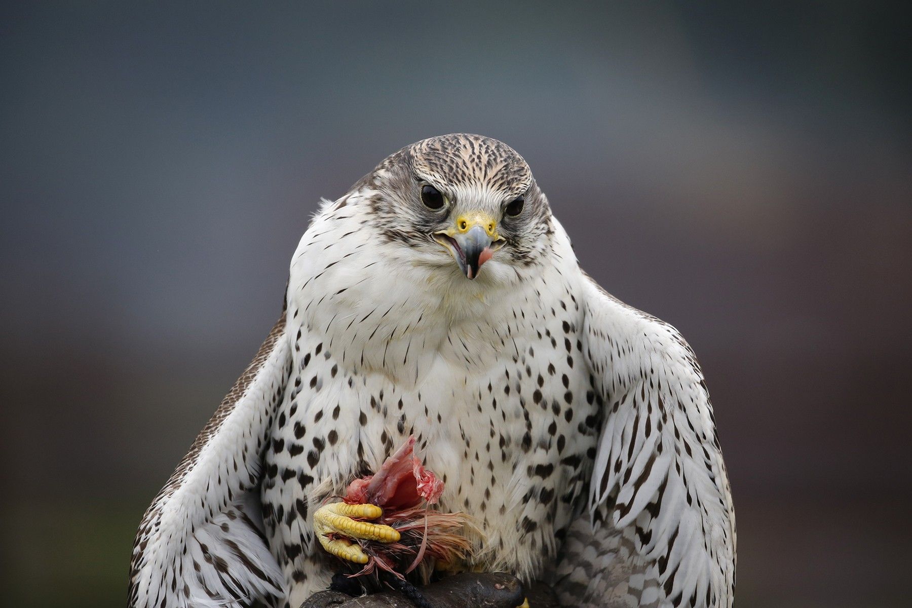 Photo by: Paul Malley a Gyrfalcon with prey