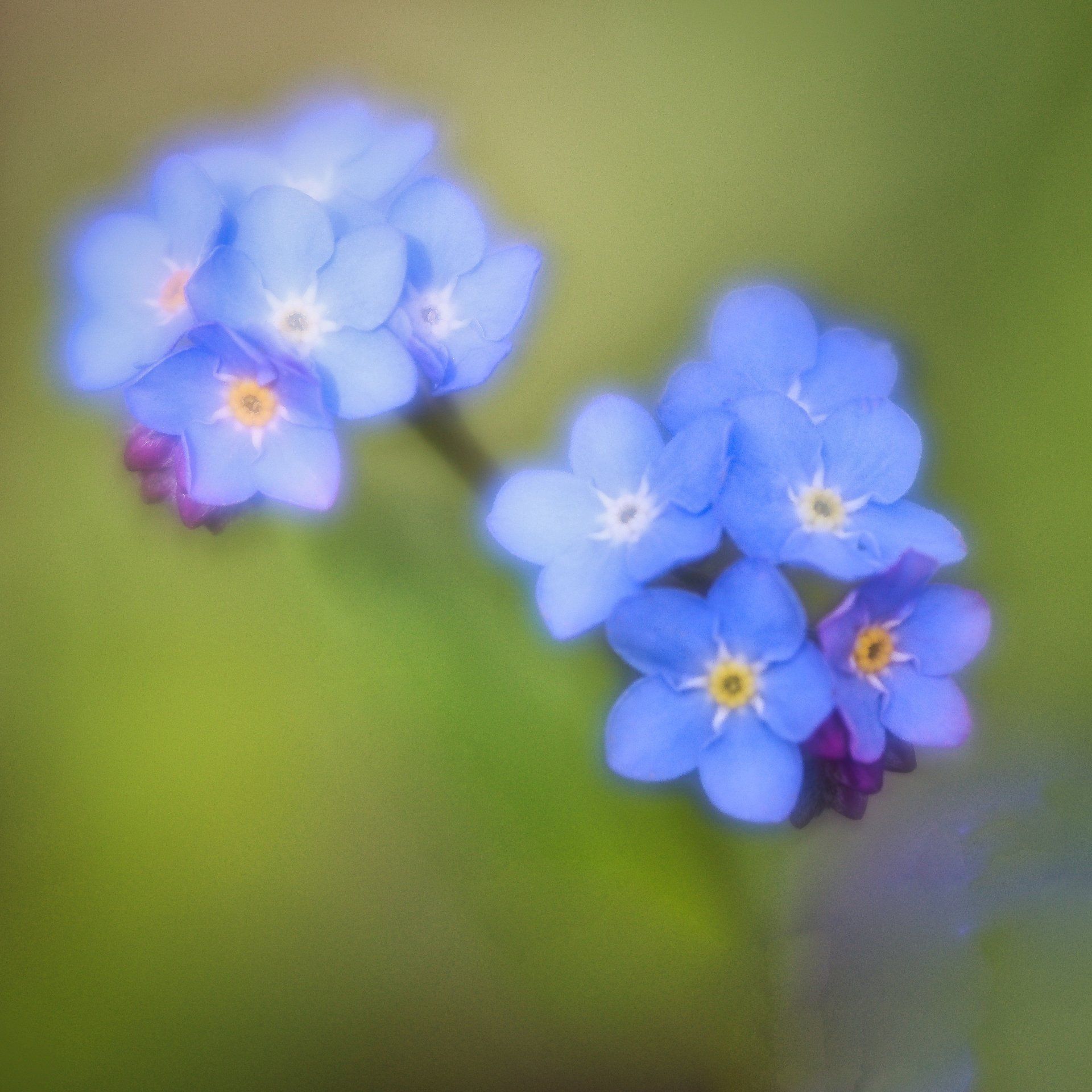 creatively blurred flowers