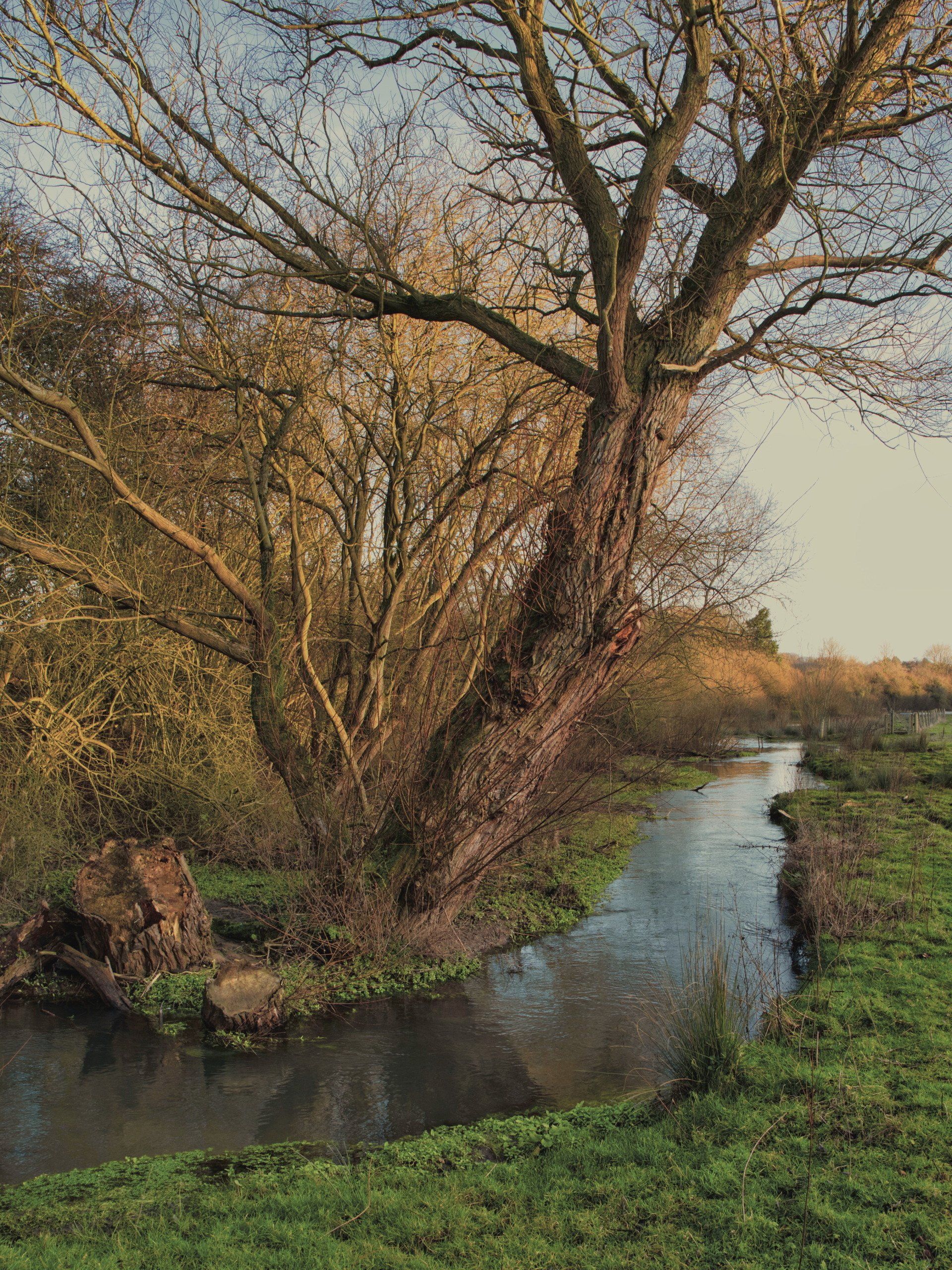 a tree by a stream