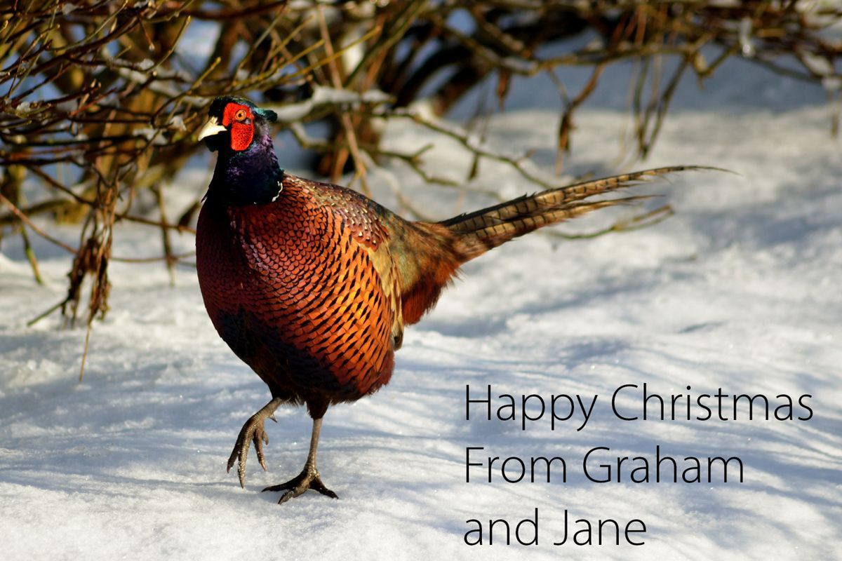 Happy Christmas from Graham, and Jane a pheasant on a Christmas greeting