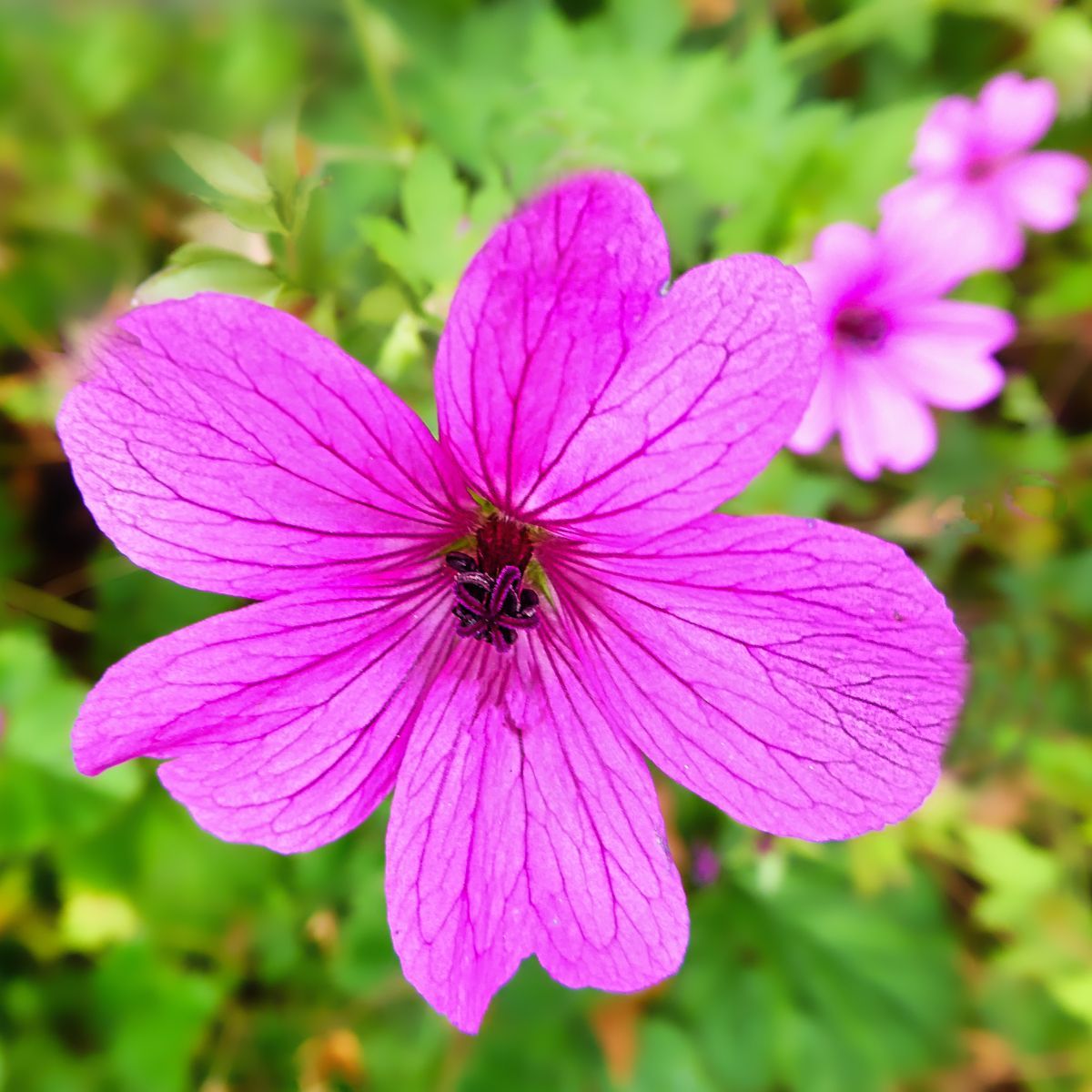 A hardy geranium flower