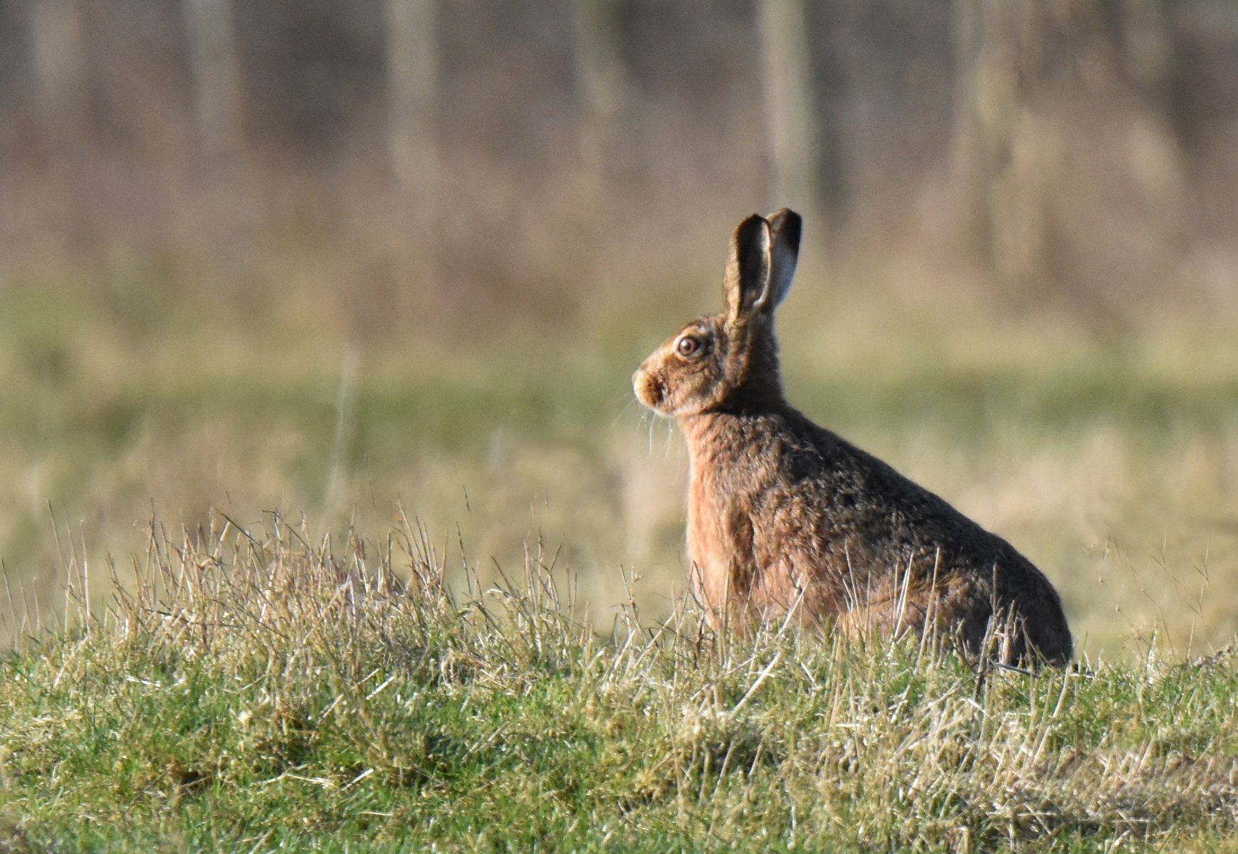 a photo of a hare in a field
