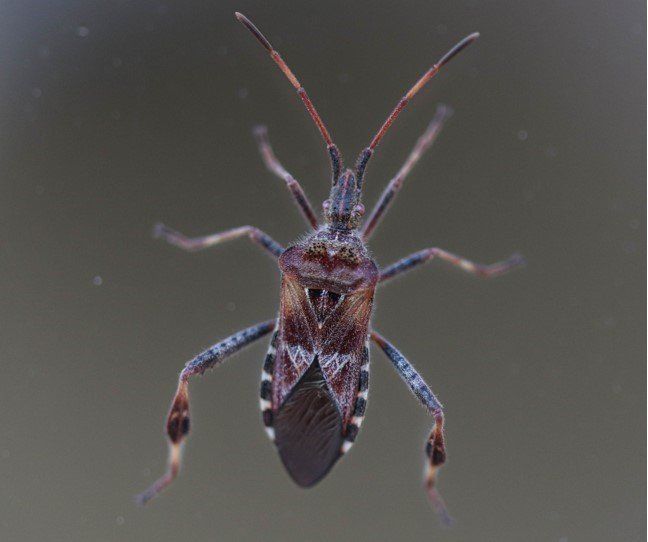 a forest bug