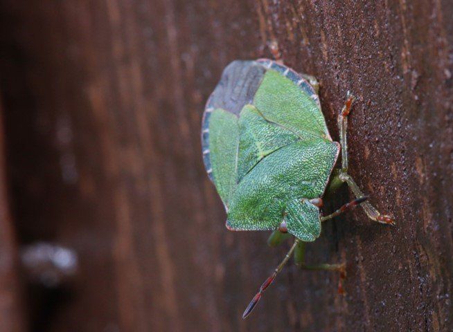 a leaf bug
