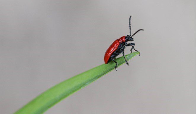 a red cardinal beatle