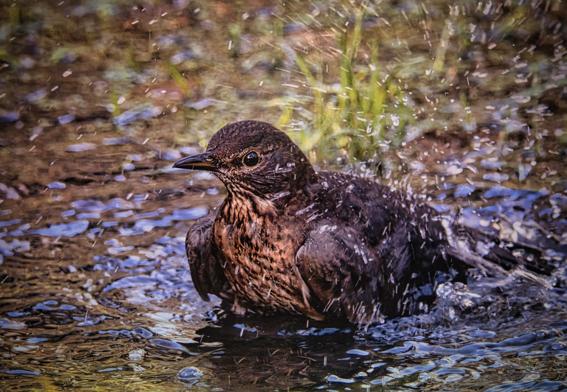 a female blackbird having a bird bath