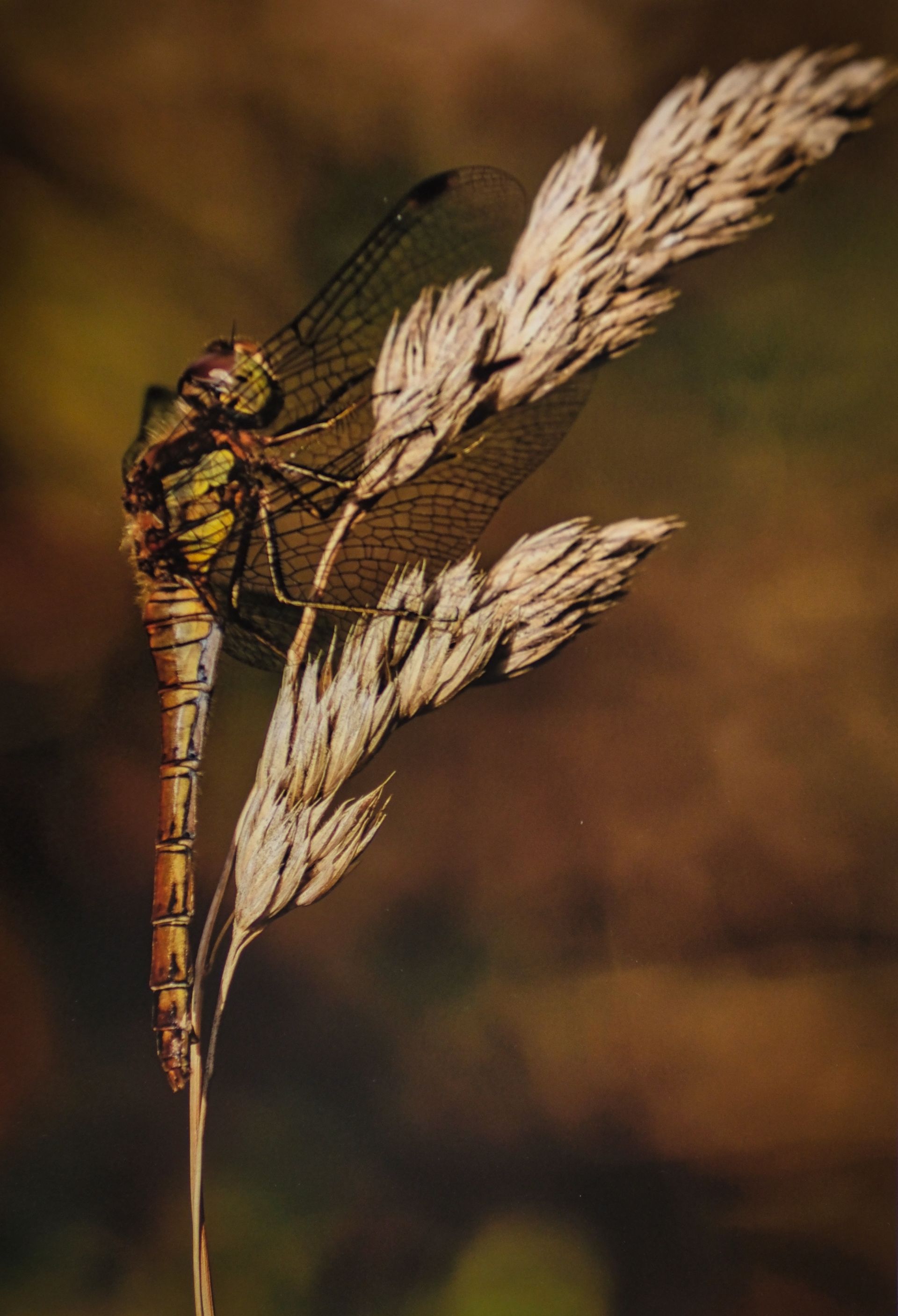 a hawker dragonfly on grass seed head