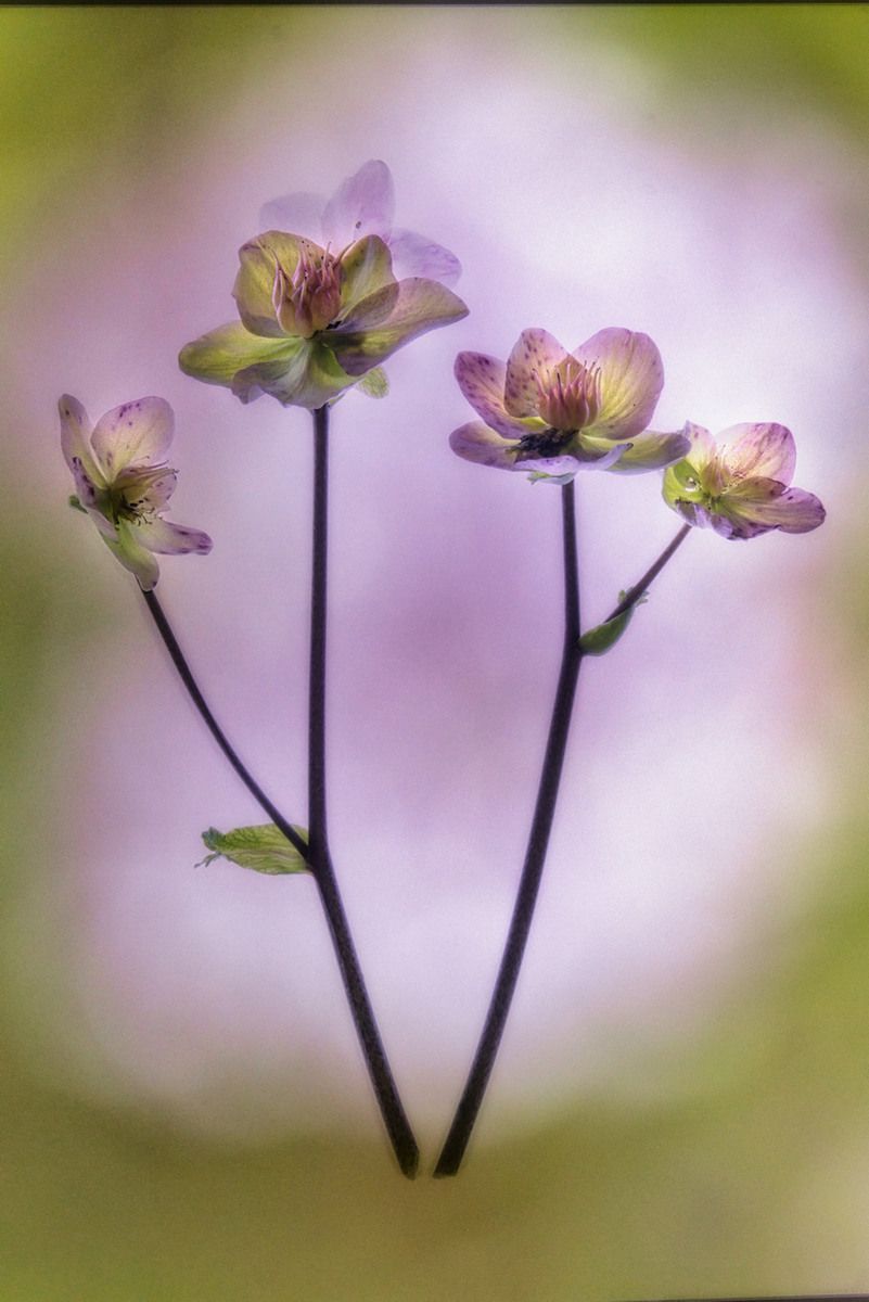A photo of hellebore flowers