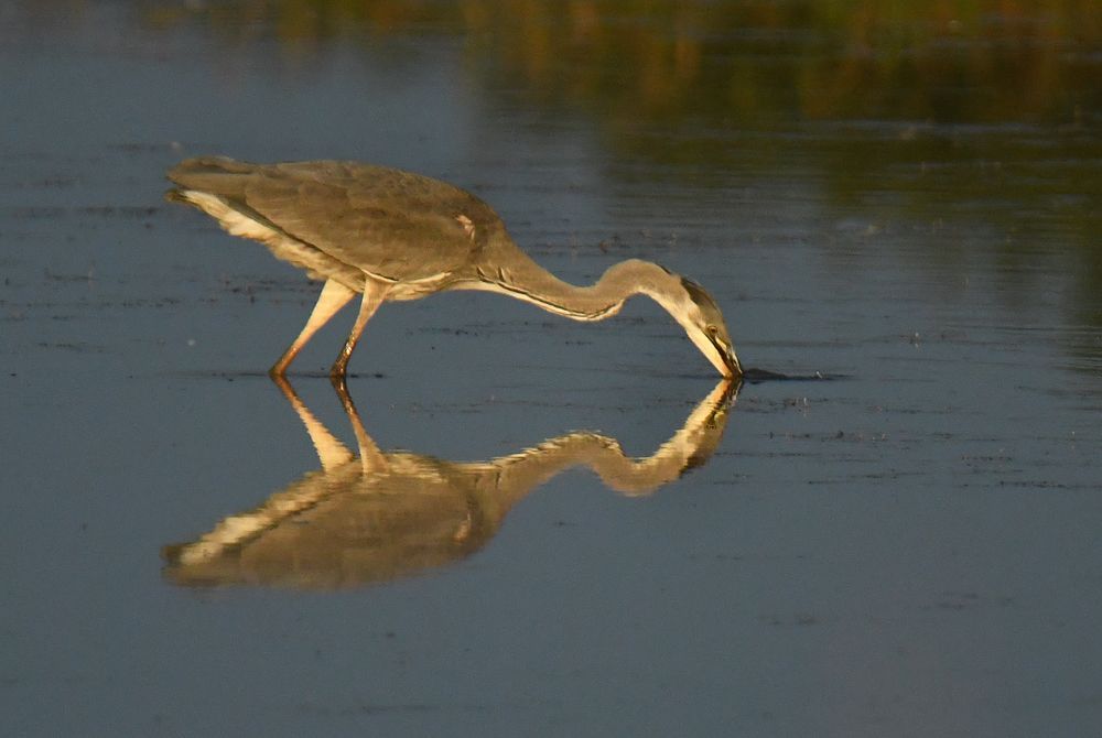 A Heron reflected in water
