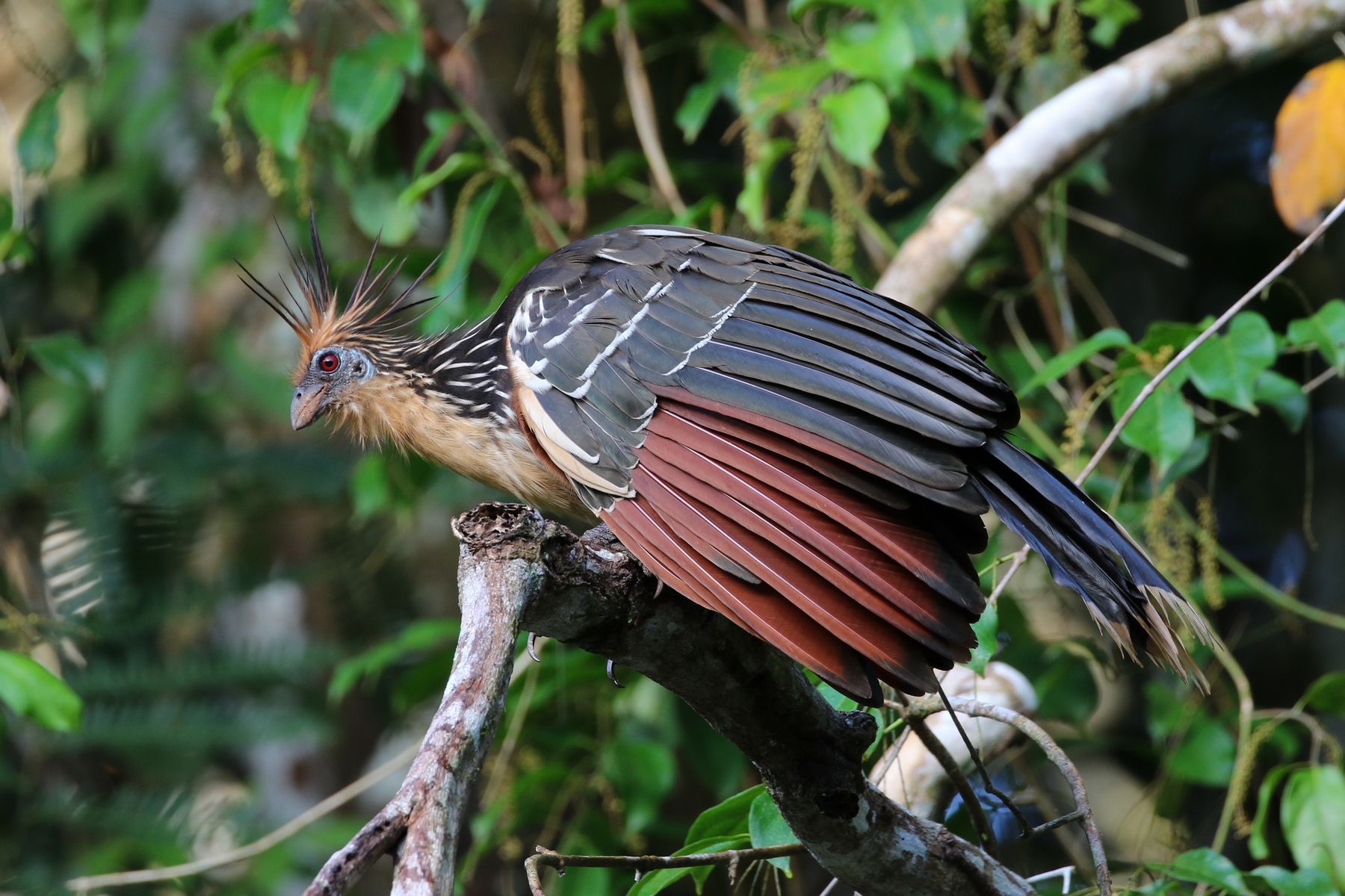 a photo of a Hoatzin, Ecuador