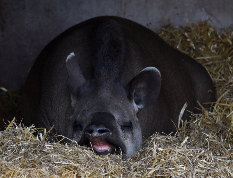 a black bear at the wolds wildlife park