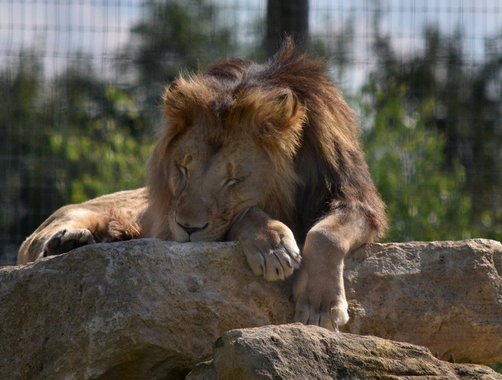 a lion at the wolds wildlife park