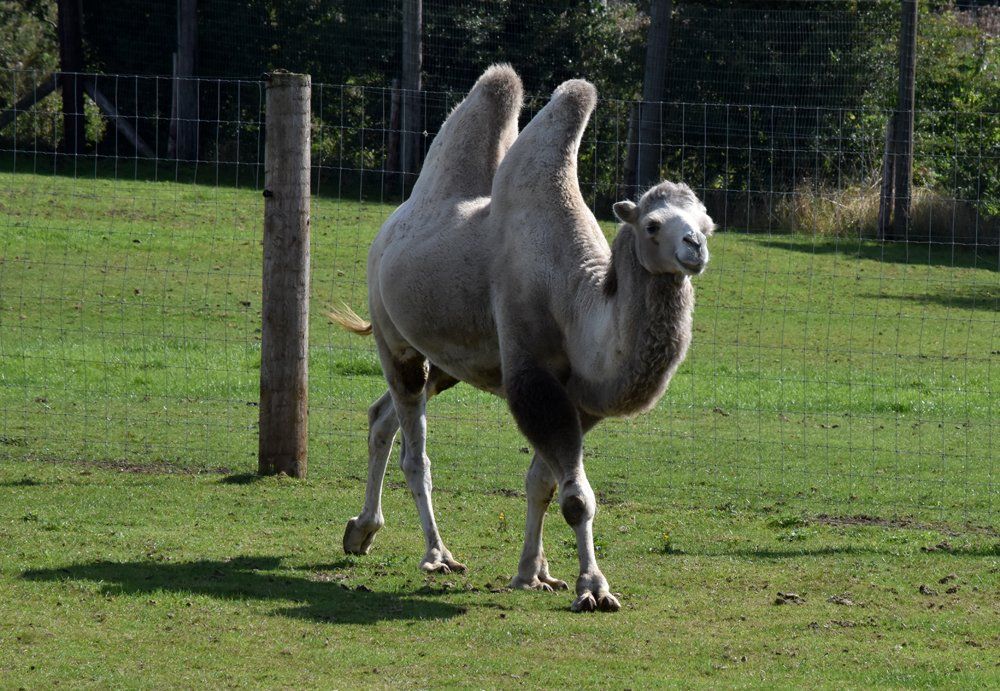 a camel at the wolds wildlife park